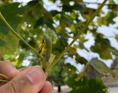 Liriodendron tulipifera
