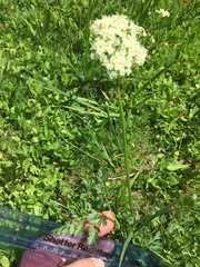Ligusticum grayi