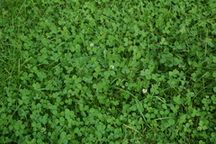 Trifolium repens