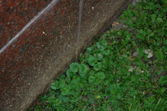 Glechoma hederacea