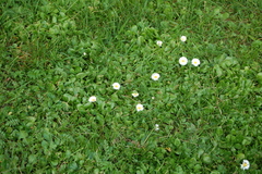 Bellis perennis