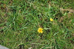Taraxacum officinale