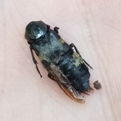 Creophilus maxillosus