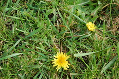 Taraxacum officinale