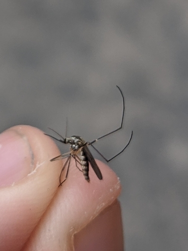 Eastern Treehole Mosquito photo 3