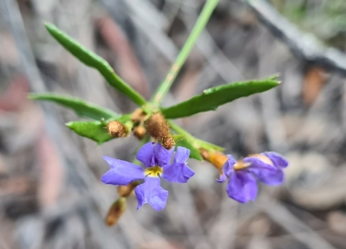 Dampiera stricta (Sm.) R.Br.
