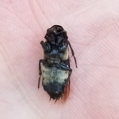 Creophilus maxillosus