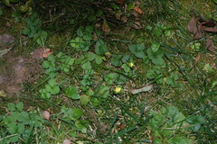 Potentilla indica