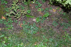 Potentilla indica