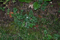 Potentilla indica