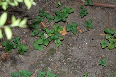 Potentilla indica