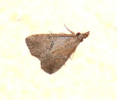 Hypena minualis