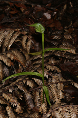 Pterostylis agathicola