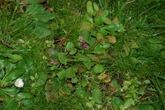 Prunella vulgaris