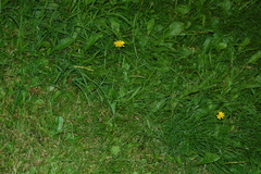 Scorzoneroides autumnalis