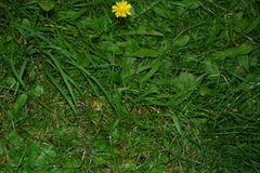 Scorzoneroides autumnalis
