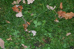 Trifolium pratense