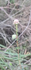 Kunzea parvifolia
