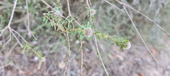 Kunzea parvifolia