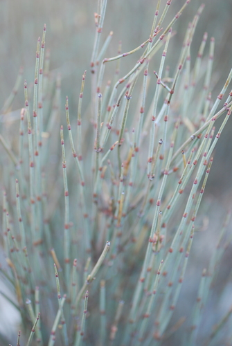 Ephedra nebrodensis