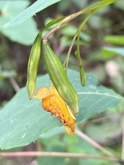 Impatiens capensis