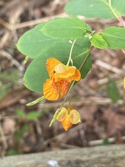Impatiens capensis
