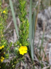 Hibbertia prostrata