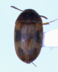 Litargus