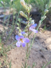 Penstemon linarioides