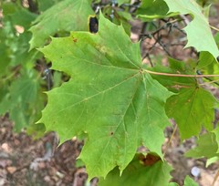 Acer platanoides