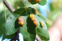 Aceria acerismonspessulani