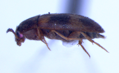 Litargus