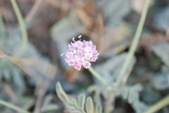 Scabiosa holosericea