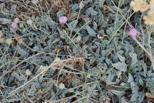 Scabiosa holosericea, photograph 1