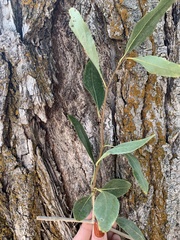 Populus angustifolia