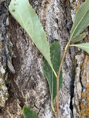 Populus angustifolia