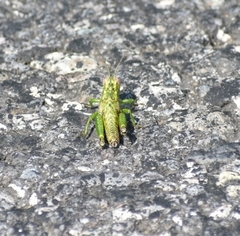 Phaulotettix