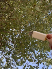 Populus angustifolia