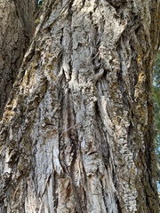 Populus angustifolia
