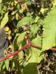 Phytolacca americana