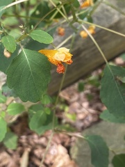 Impatiens capensis