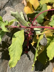Phytolacca americana