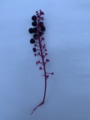 Phytolacca americana