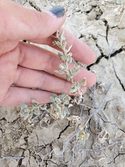 Atriplex powellii
