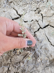Atriplex powellii