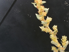 Atriplex powellii