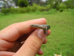 Cryptoblepharus poecilopleurus