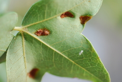 Aceria acerismonspessulani