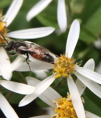 Sphecodes davisii