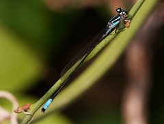 Acanthagrion quadratum